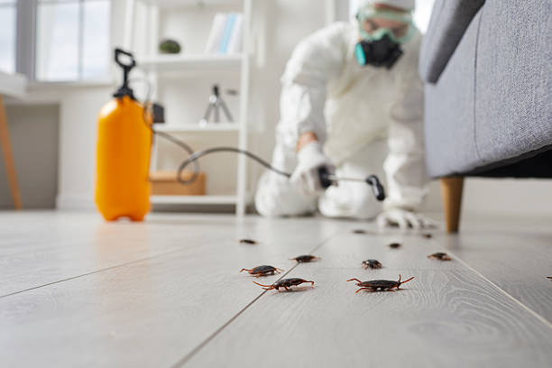Commercial Kitchen Cockroach Control in Holiday Shores